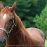 Pferd